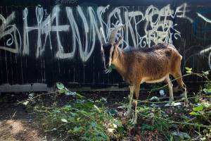 Huckleberry, an Alpine goat, chews on leaves along a graffitied fence behind the Fred Meyer on Evergreen Way on Wednesday in Everett. Huckleberry was one of the 120 goats, from Rent-a-Ruminant LLC, used to clear out heavy vegetation in an eco-friendly way. (Andy Bronson / The Herald)