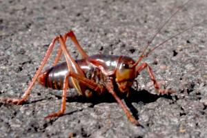 Insect attack! US West is battling crop-killing swarms