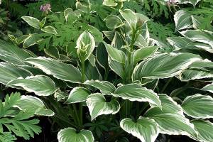 Great Plant Pick: Hosta ‘Francee,’ francee hosta