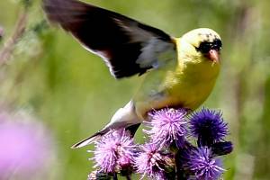 Herald photos of the week