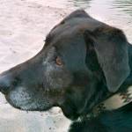 Study: Your dog came from a group of wolves 40,000 years ago