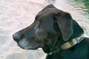 Study: Your dog came from a group of wolves 40,000 years ago