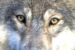 GOP targets Endangered Species Act as protections lifted