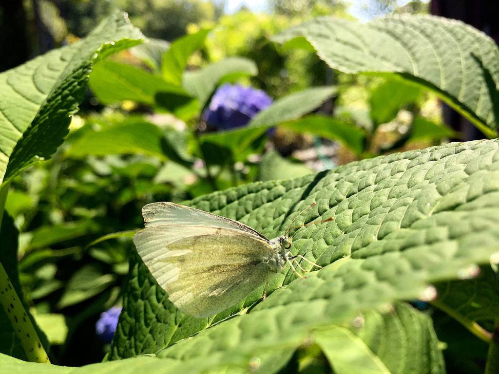 A butterfly rests on the leaf of a hydrangea in a Marysville garden. (Photo by Nicole Phillips)