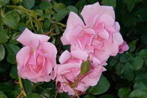 Plant of Merit: Rosa korfullwind, ‘Baby Blanket’ rose