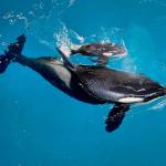 Orca Takara helps guide her newborn, Kyara, to the water&rsquo;s surface at SeaWorld San Antonio in San Antonio earlier this year. Kyara was the final killer whale born under SeaWorld&rsquo;s former orca-breeding program. The Orlando-based company says 3-month-old Kyara died on Monday, July 24, 2017. (SeaWorld Parks & Entertainment via AP)