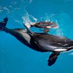 Last orca calf born in captivity at a SeaWorld park dies