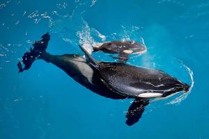 Last orca calf born in captivity at a SeaWorld park dies