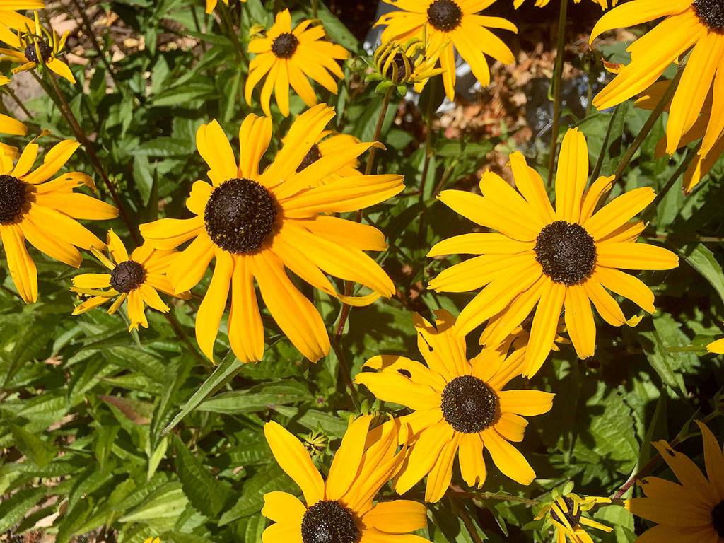 Black eyed Susan blends well with orange-blossomed plants. (Pam Roy/For The Herald)