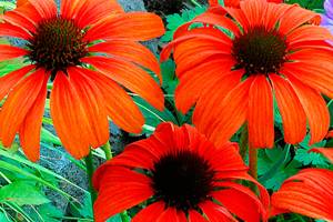 Orange flower power: Bright colors add boldness to a garden