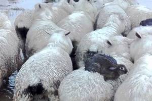 Wild New Zealand rabbits surf on sheep to escape floodwaters
