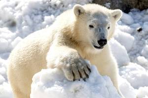 Summer treat: Polar bears frolic in donated load of snow