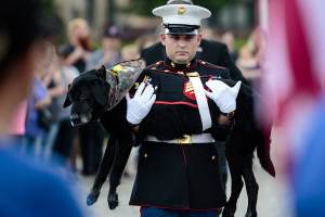 Marine dog with cancer gets tear-filled farewell
