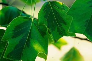 Great Plant Pick: Liriodendron tulipifera, variegated tulip tree