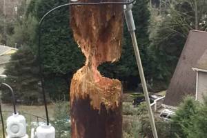 Bird apparently pecked utility pole nearly in half