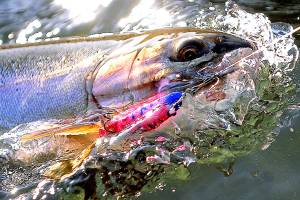 Bill to protect salmon approved by congressional committee