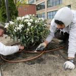 Workers install an irrigation system at a project in Manchester, New Hampshire, in April. (AP Photo/Elise Amendola)