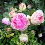 Rosa &ldquo;Eden,&rdquo; or simply Eden climbing rose, is one of the premiere roses produced by the renowned House of Meilland in France. (Sandra Schumacher)