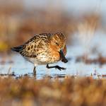 In this photo from the Mountaineers book &ldquo;The Living Bird: 100 Years of Listening to Nature,&rdquo; a spoon-billed sandpiper forages in a shallow tundra pond in Chukotka, Russia. (Photo by Gerrit Vyn)