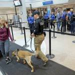 A dog sniffs passengers while working with his Transportation Security Administration explosive detection canine handler at the Salt Lake City International Airport on June 13. (AP Photo/Rick Bowmer)