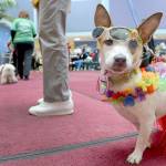 &ldquo;Abigail,&rdquo; a Jack Russell therapy dog, attends Children&rsquo;s Hospital dog parade and Halloween celebration in Washington, D.C., in 2012. (Washington Post photo by Linda Davidson)