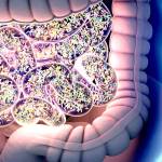 A 3-D representation of bacteria inside the small intestine. (Thinkstock)