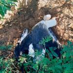 This Dec. 2015 photo shows an albatross that had been killed on its nest with an egg at Kaena Point Natural Area Reserve on the westernmost point of Oahu in Hawaii. (Marigold Zoll/Hawaii Department of Land and Natural Resources via AP, File)
