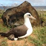 In this Feb. 2013 photo, a Laysan albatross protects a chick at Kaena Point Natural Area Reserve on the westernmost point of Oahu in Hawaii. (Lindsay Young/Pacific Rim Conservation via AP)