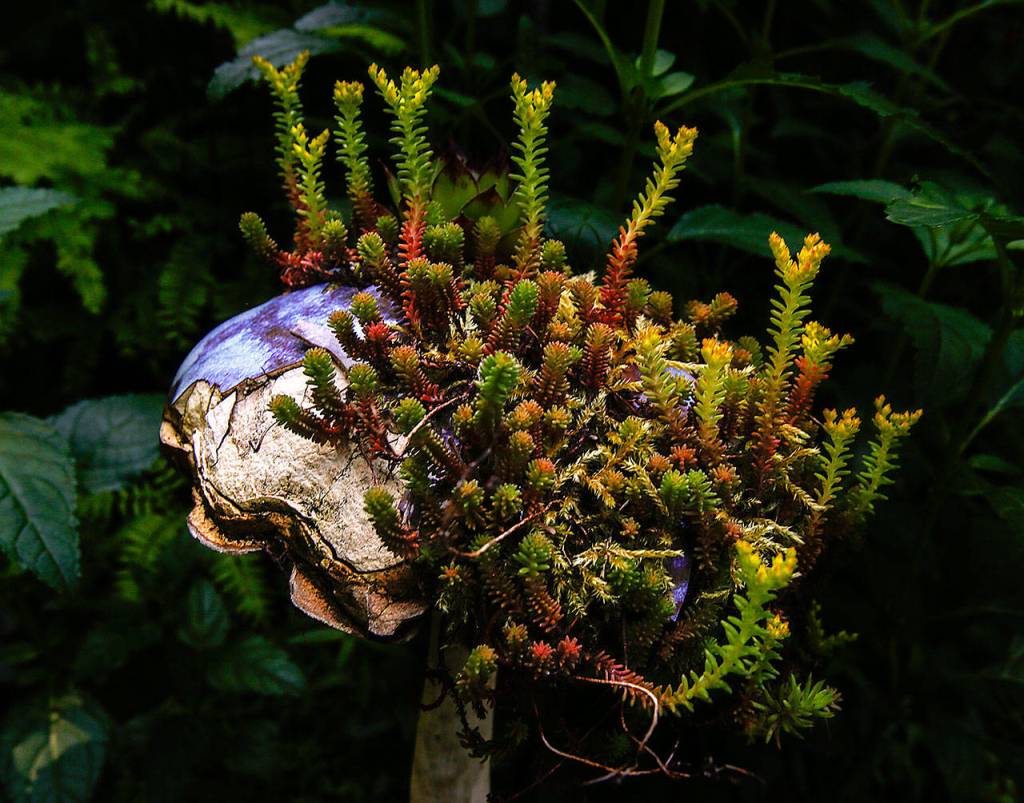 There are surprises to be enjoyed in even the most unlikely places in Janice Tallman&rsquo;s garden, which is on the Mukilteo tour of gardens and quilts this year, with quilts provided by the quilt club. (Dan Bates / The Herald)