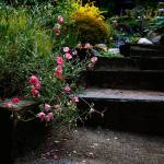 Along Janice Tallman&rsquo;s garden pathways leading in and out of shadow, visual delicacies lie in wait. (Dan Bates / The Herald)