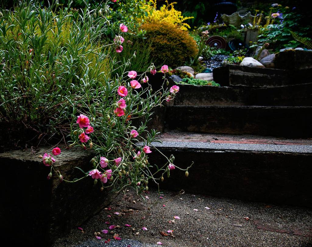 Along Janice Tallman&rsquo;s garden pathways leading in and out of shadow, visual delicacies lie in wait. (Dan Bates / The Herald)