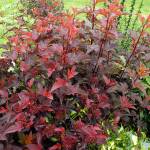 The more sun Center Glow ninebark receives, the richer the foliage will grow. (Richie Steffen)