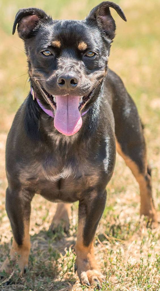 Scrappy is a fun little guy with some anxiety issues. He loves to fetch, play with toys and cuddle! His new home should be ready to get Scrappy&rsquo;s separation anxiety under control. He barks and cries when left alone so he is not suited for apartment living. He will need a meet and greet with any resident canines. His new home needs to be feline free and any children in the home should be over 13 years old. (Curt Story/Everett Animal Shelter)