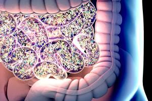 Colon’s bacteria play an important role in our health