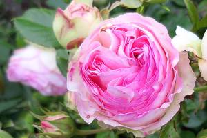 Plant of Merit: Rosa ‘Eden,’ Eden climbing rose