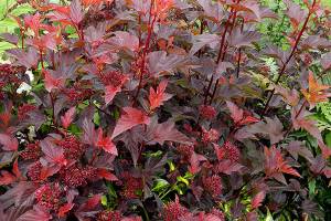Great Plant Pick: Physocarpus opulifolius ‘Center Glow,’ ninebark
