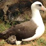 Hawaii prep school teens accused of massacring protected birds