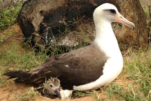 Hawaii prep school teens accused of massacring protected birds