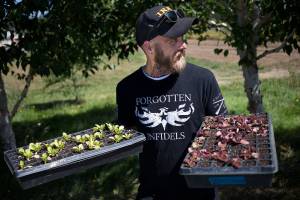 Seth McBride, 34, heads home with two trays of lettuce plants after volunteering at Growing Veterans, one of three farms encouraging veterans to volunteer and learn to farm, Tuesday, July 25, 2017 in Mount Vernon, Wash. (Andy Bronson / The Herald)