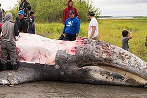 Alaska Native hunters kill, butcher a protected gray whale
