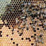 Carniolan honey bees climb on the frame of a hive owned by Bureau County Honey Co. near Hennepin, Illinois, in 2014. (Daniel Acker / Bloomberg)