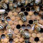 Good news for bees as numbers rise and mystery malady wanes