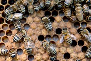 Good news for bees as numbers rise and mystery malady wanes