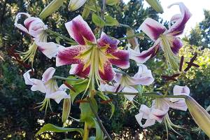 Plant of Merit: Lilium ‘Leslie Woodriff,’ orientpet hybrid lily