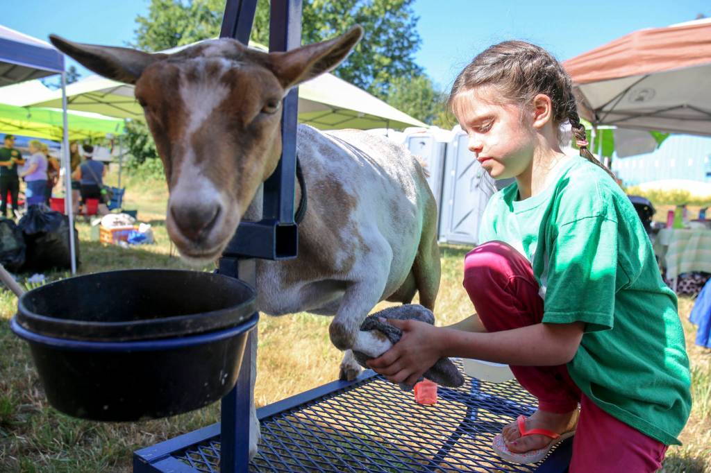 Audrey Strovas, 9, preps Blanchet to goat for showing during the 70th Annual Silvana Fair on July 29. (Kevin Clark / The Herald)