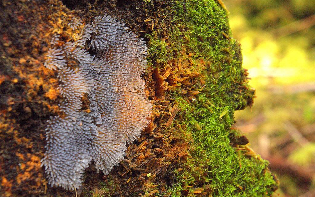You&rsquo;ll find slime molds, like this unidentified white-gray slime mold, draped over logs or hanging from bark, leaf litter or low plants on the forest floor. (Kim Brown)