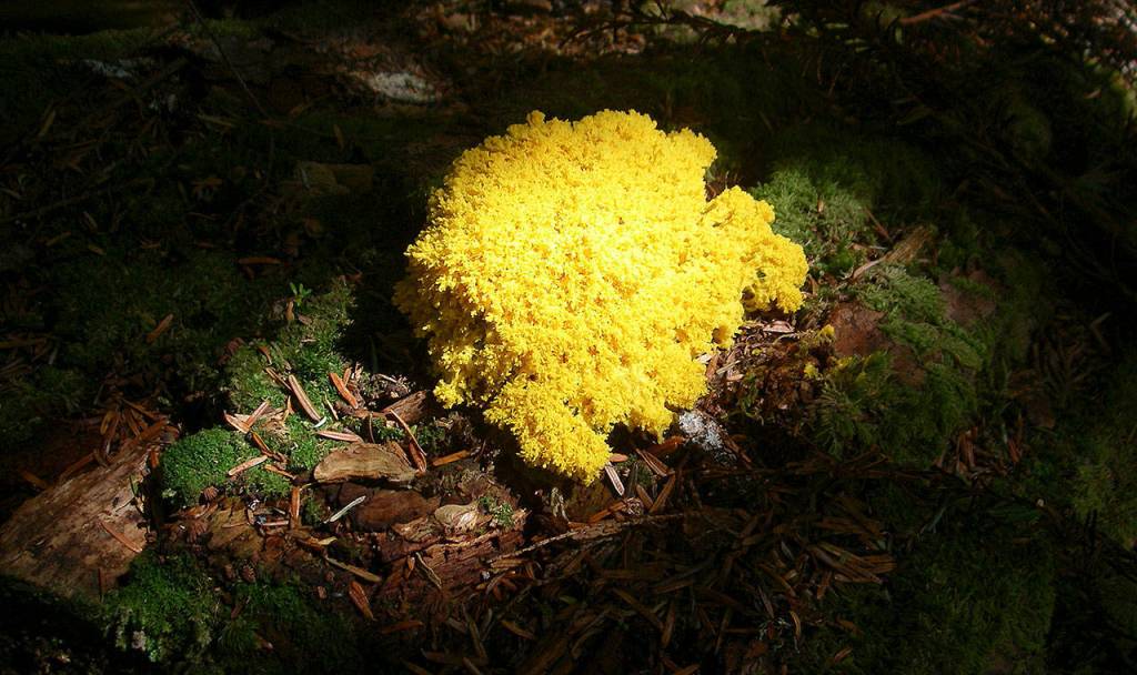A dog vomit slime mold bathed in early morning light off a Mount Baker-Snoqualmie National Forest trail. (Kim Brown)