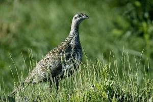 Feds to give states more flexibility in protecting wild bird