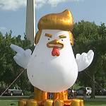 Inflatable Trump chicken takes roost outside White House