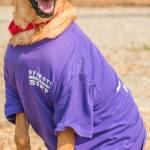 Gina is a very sweet girl looking for a forever home that can help her become a more confident, well adjusted dog. She loves to be around people and thinks she is a 65lb lap dog. She submissive pees when you first meet her and does not know any commands right now. Gina cannot live with other dogs but can be around them while on leash. Any children in the home should be over 6 years old and we do not know how she will do with cats. If you are looking for a loving companion then come Gina today! (Curt Story/Everett Animal Shelter)